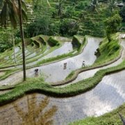 9C632DB7-E1B8-48C3-8EC9-DF6696E6F2CD_1_201_a